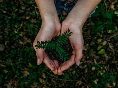 Green forest representing sustainable travel cards and carbon offsets